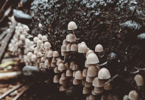 The Fascinating History of Magic Mushroom Spores: A Journey Through eBay